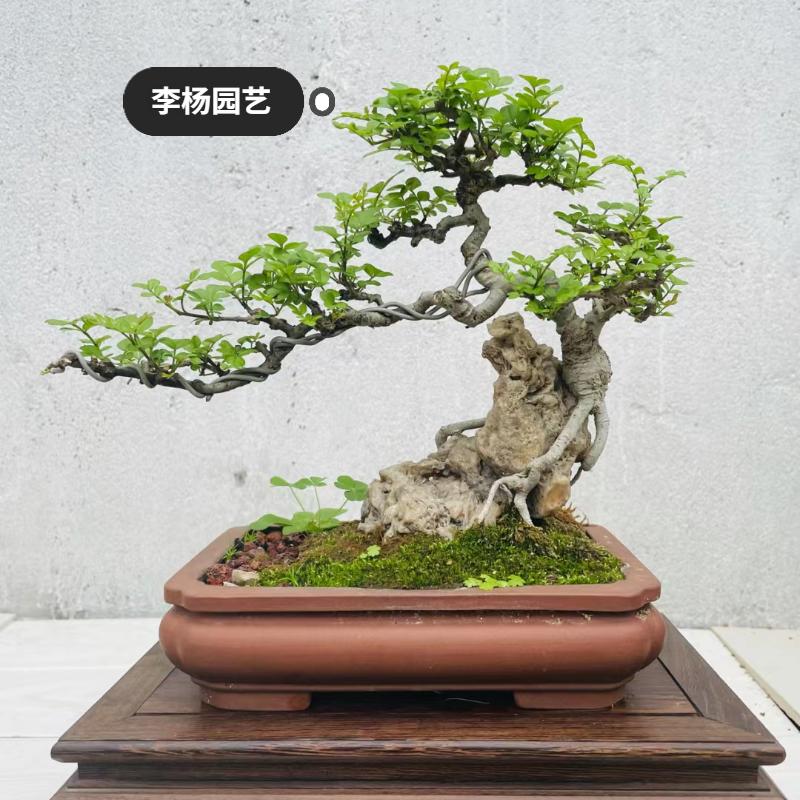 李杨园艺