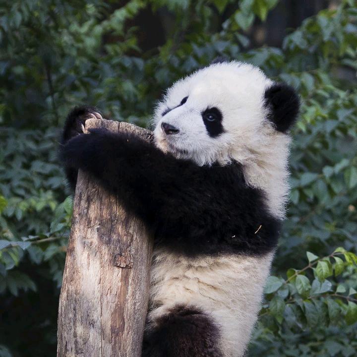 连胜三级