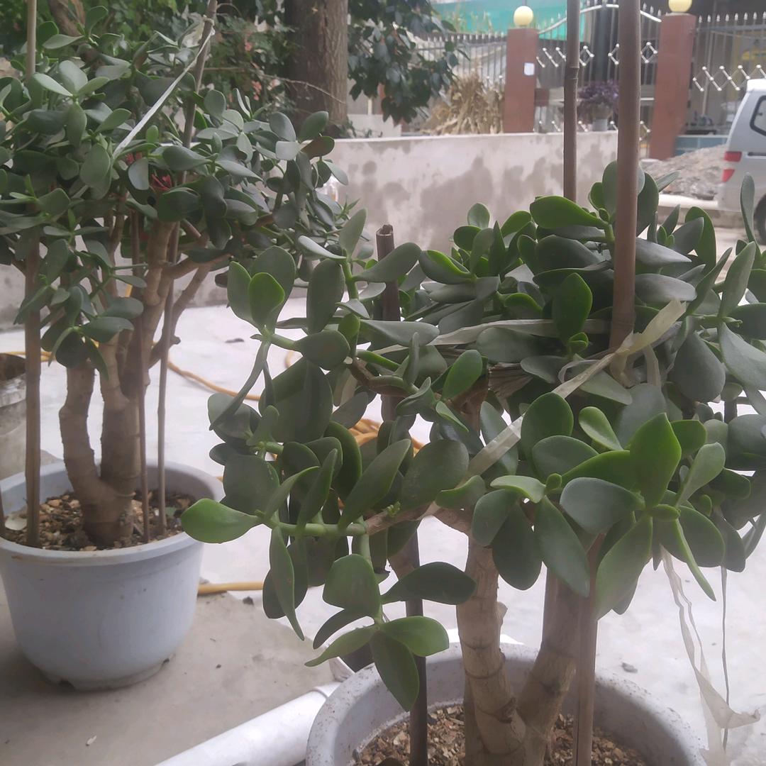 缘是天意