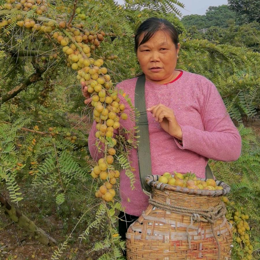 潮汕崩坎油柑
