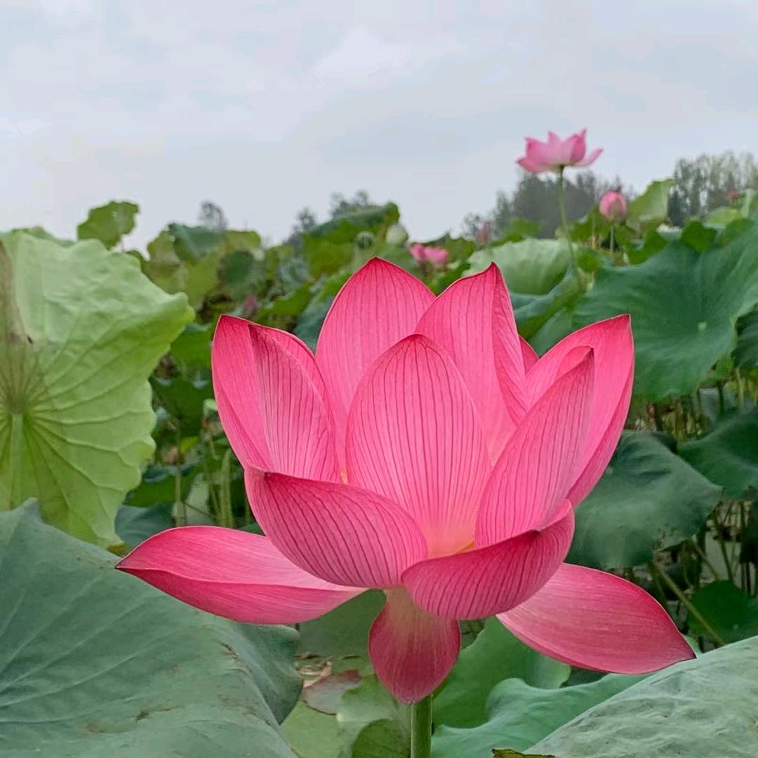 泰山顶上一棵松