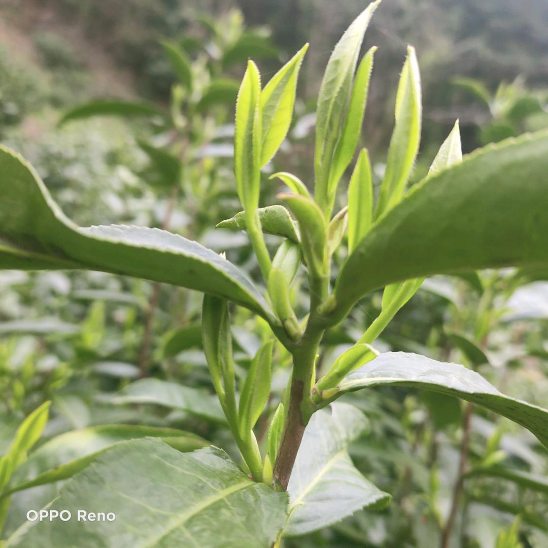 金竹富硒茶