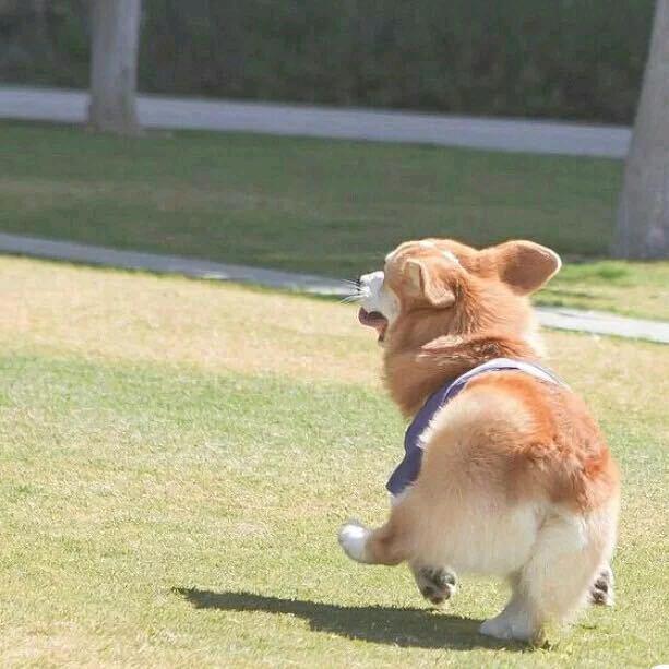 我的咪猫叫🦆比