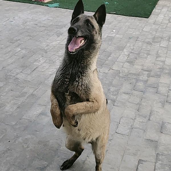 爱犬毒蝎大陕北