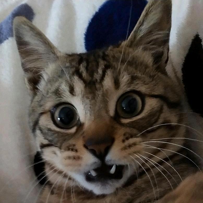Li家四只喵🐱