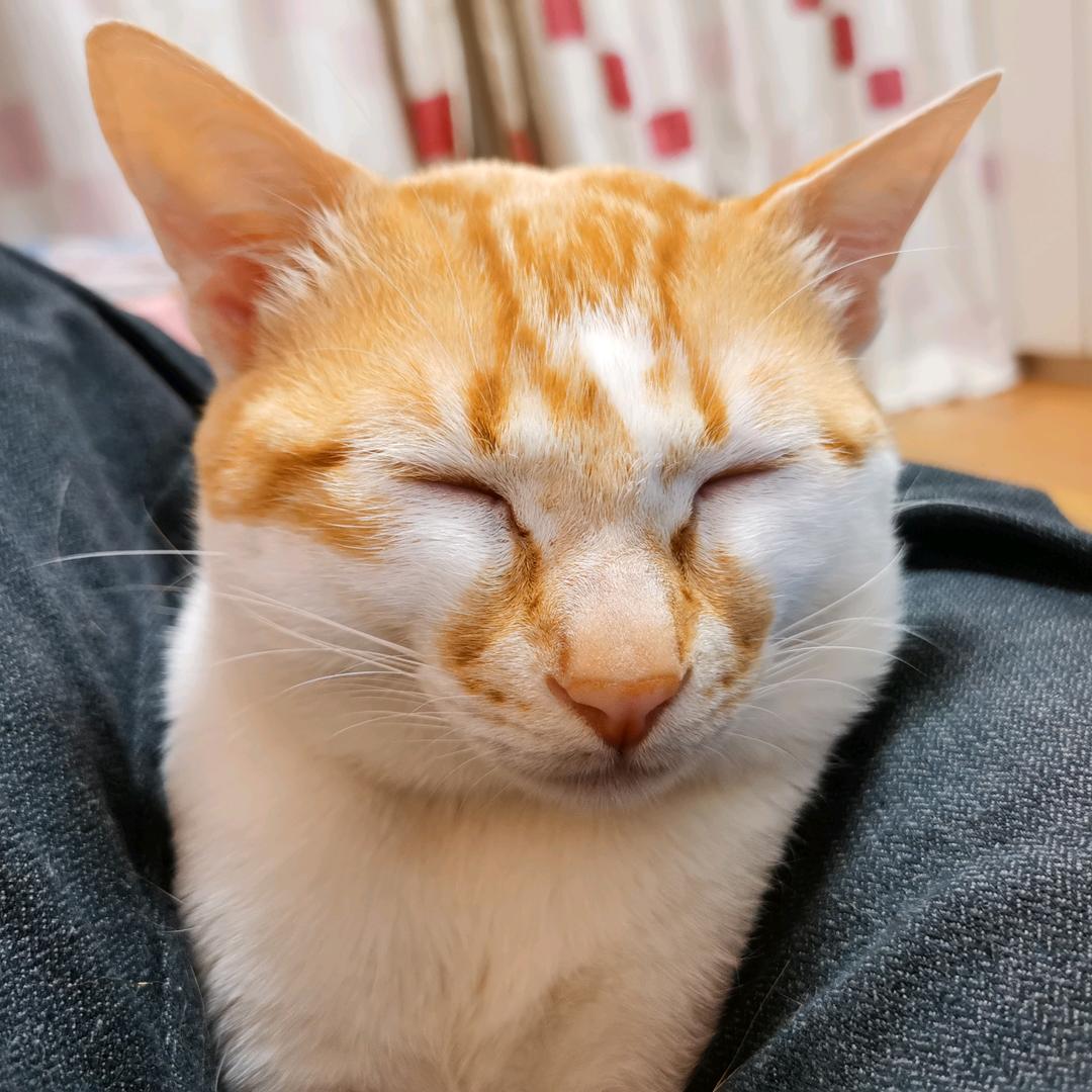 猫咪之勇者可乐