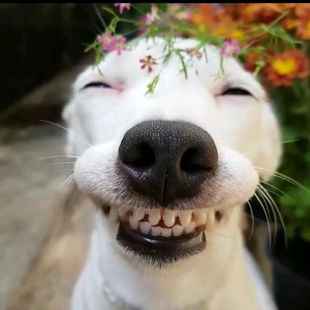 阳光下笑