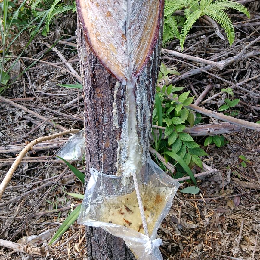 灿烂千阳