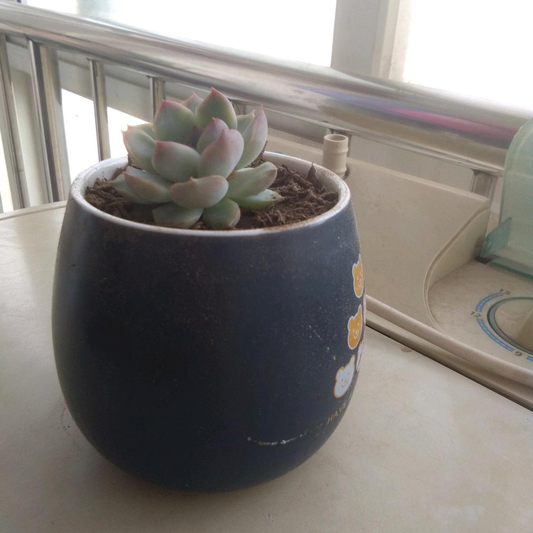 龙飞凤舞