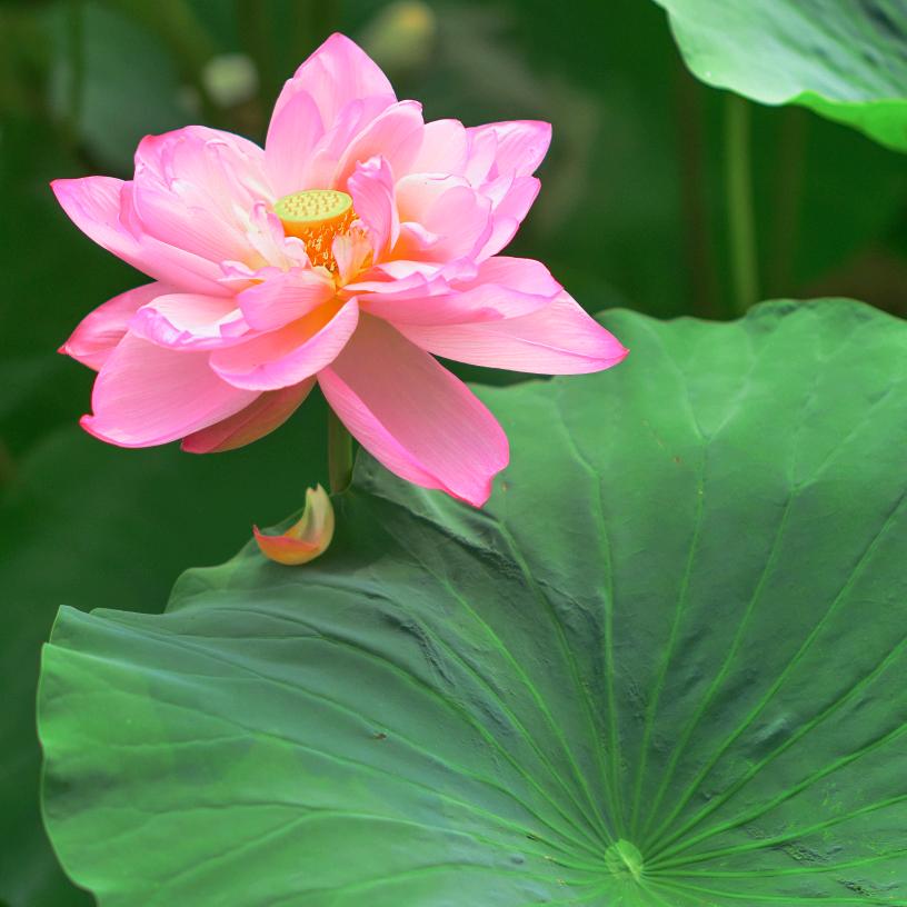 幸福四叶草