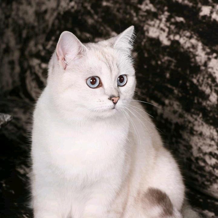 杨再文