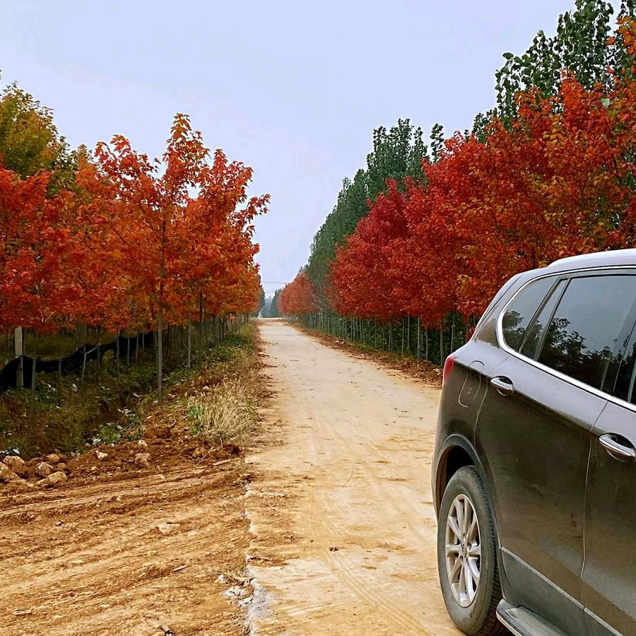 济宁市任城区福泽苗木种植专业合作社