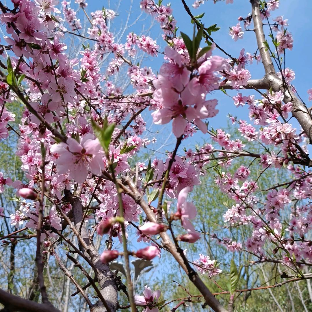 🌸Ⅹ春到
