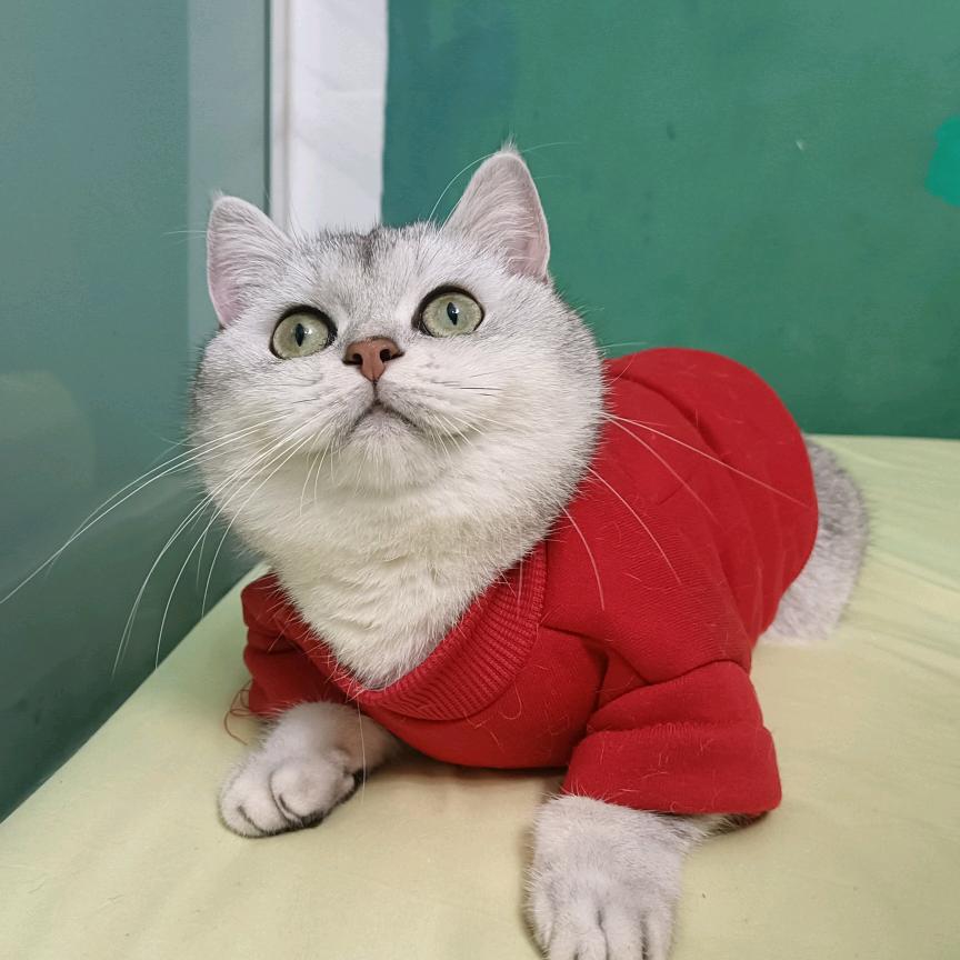 旺财妹妹