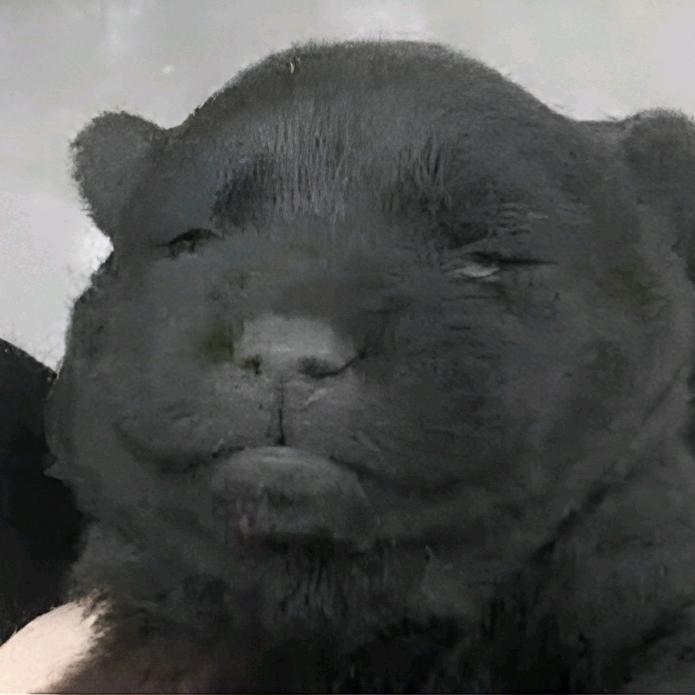 愿得一人心，白首不相离