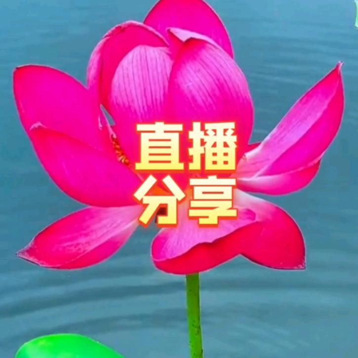 天鸿地宝