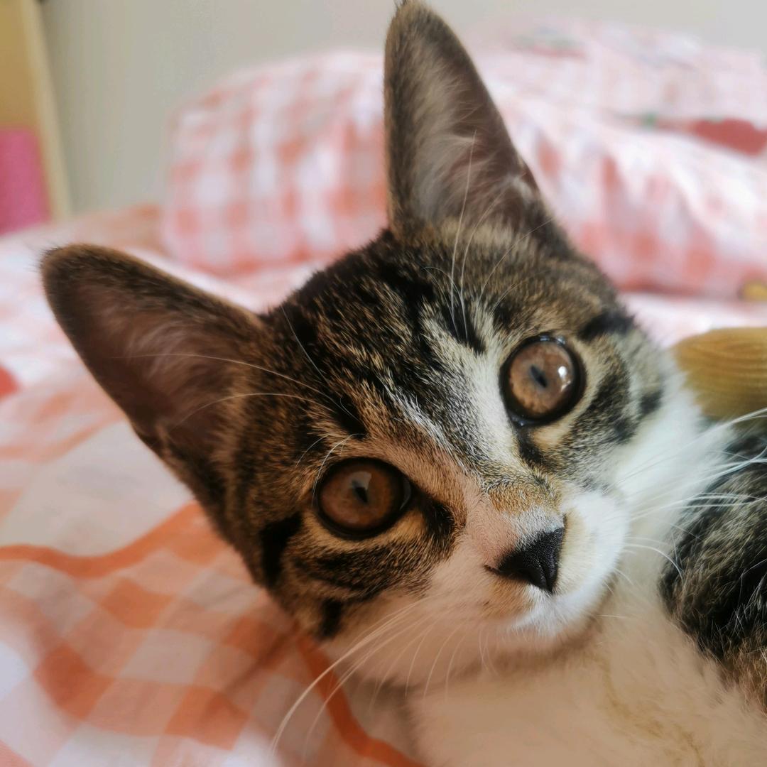 大壮