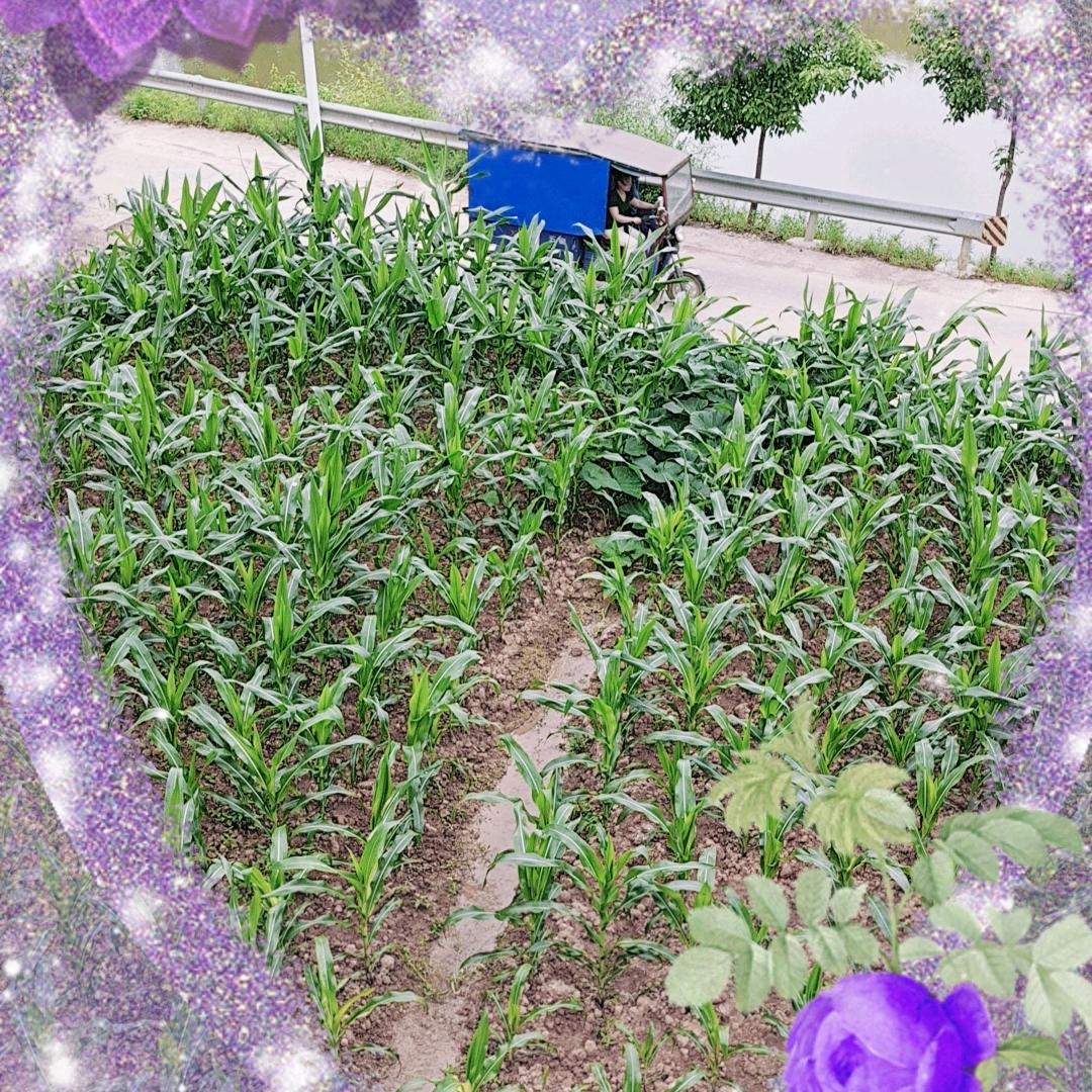 农村日子