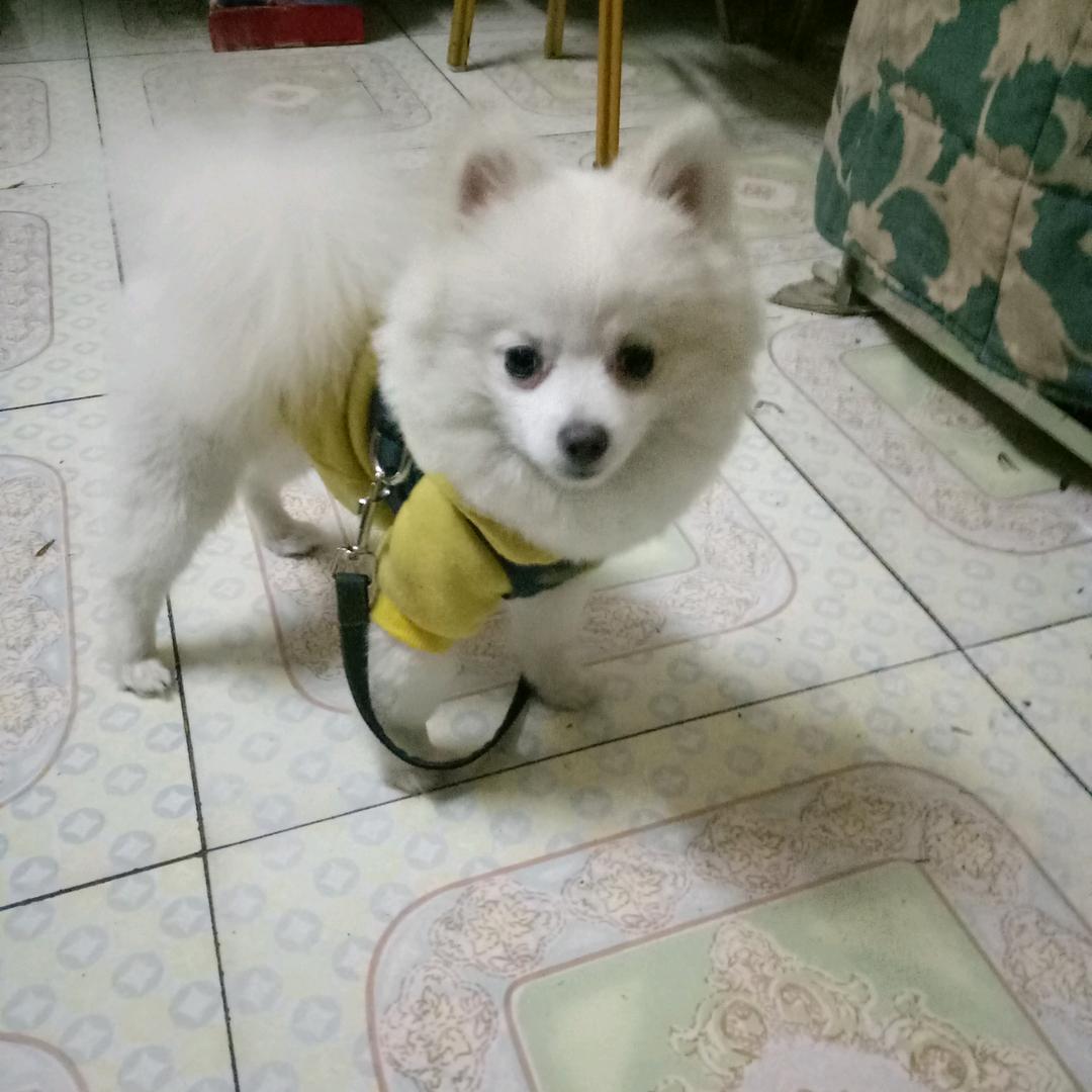咔咔角角