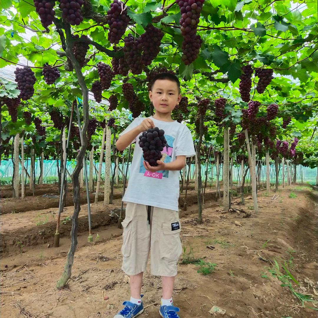 🍇🍇宋村紫葡萄🍇🍇🍷🍷