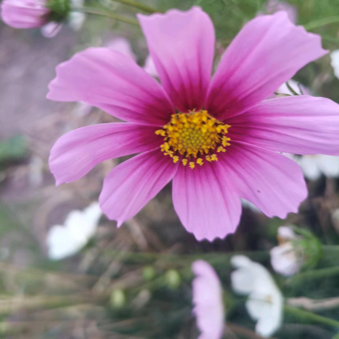 རེ་སྨོན་།