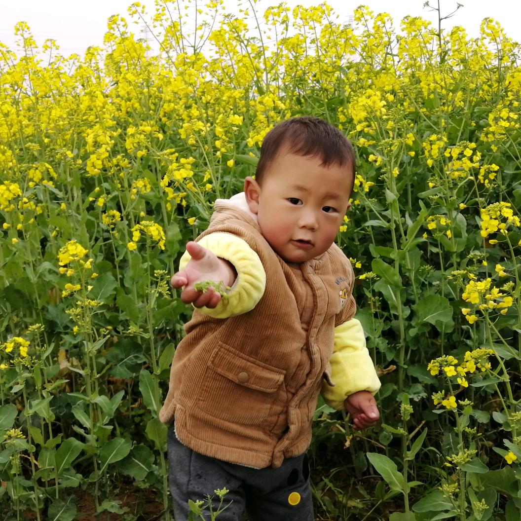 油菜花1314