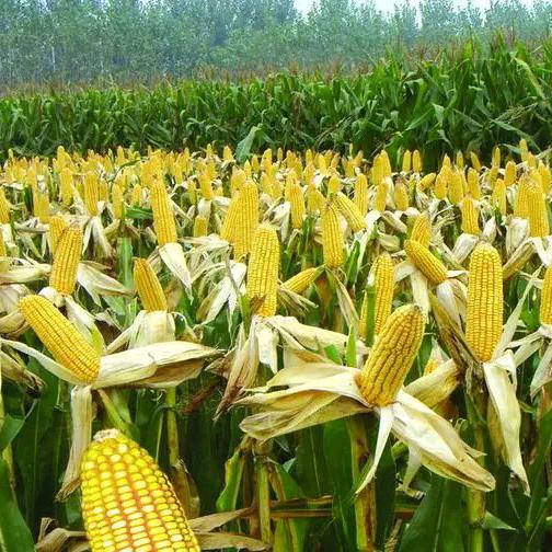 泗洪县《美乐农资门市》只做品牌种子批发