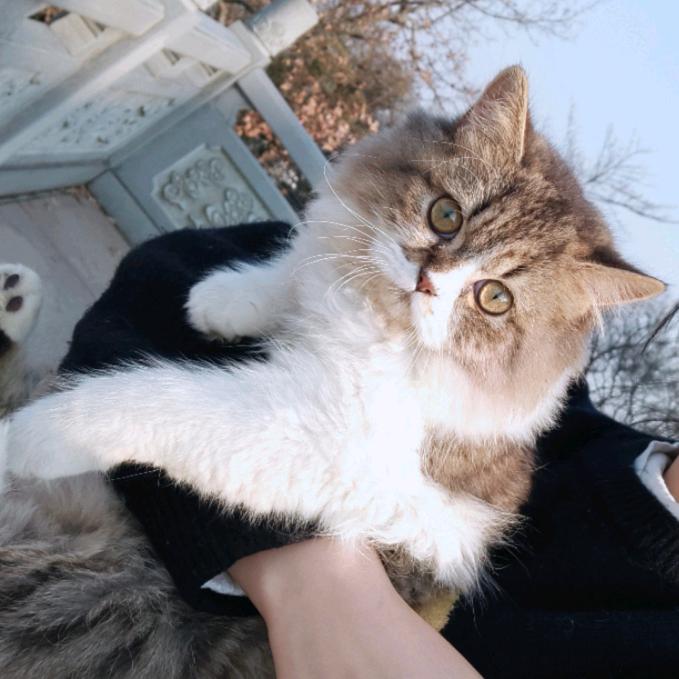 不加糖的李子园