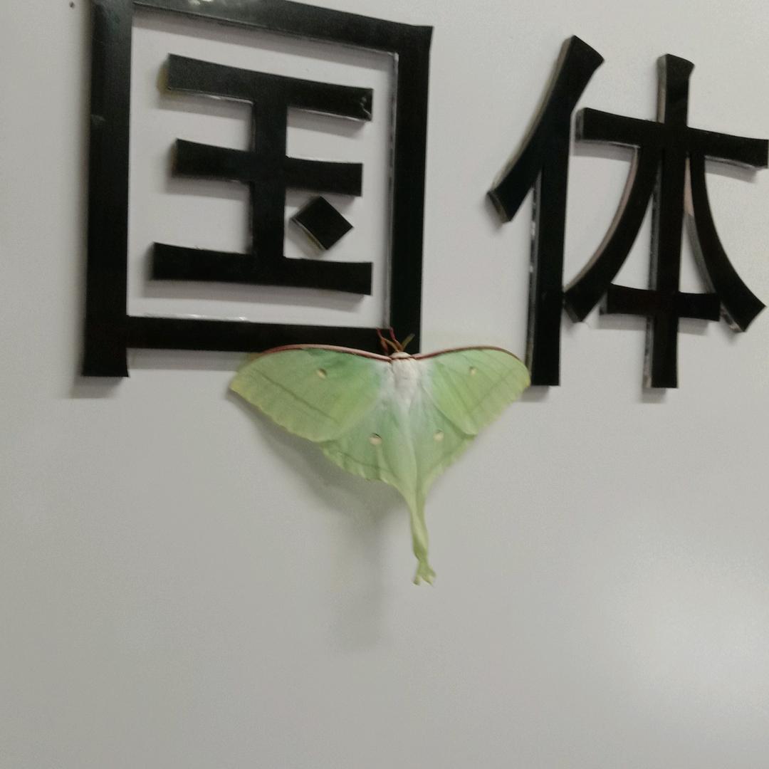棒棒糖