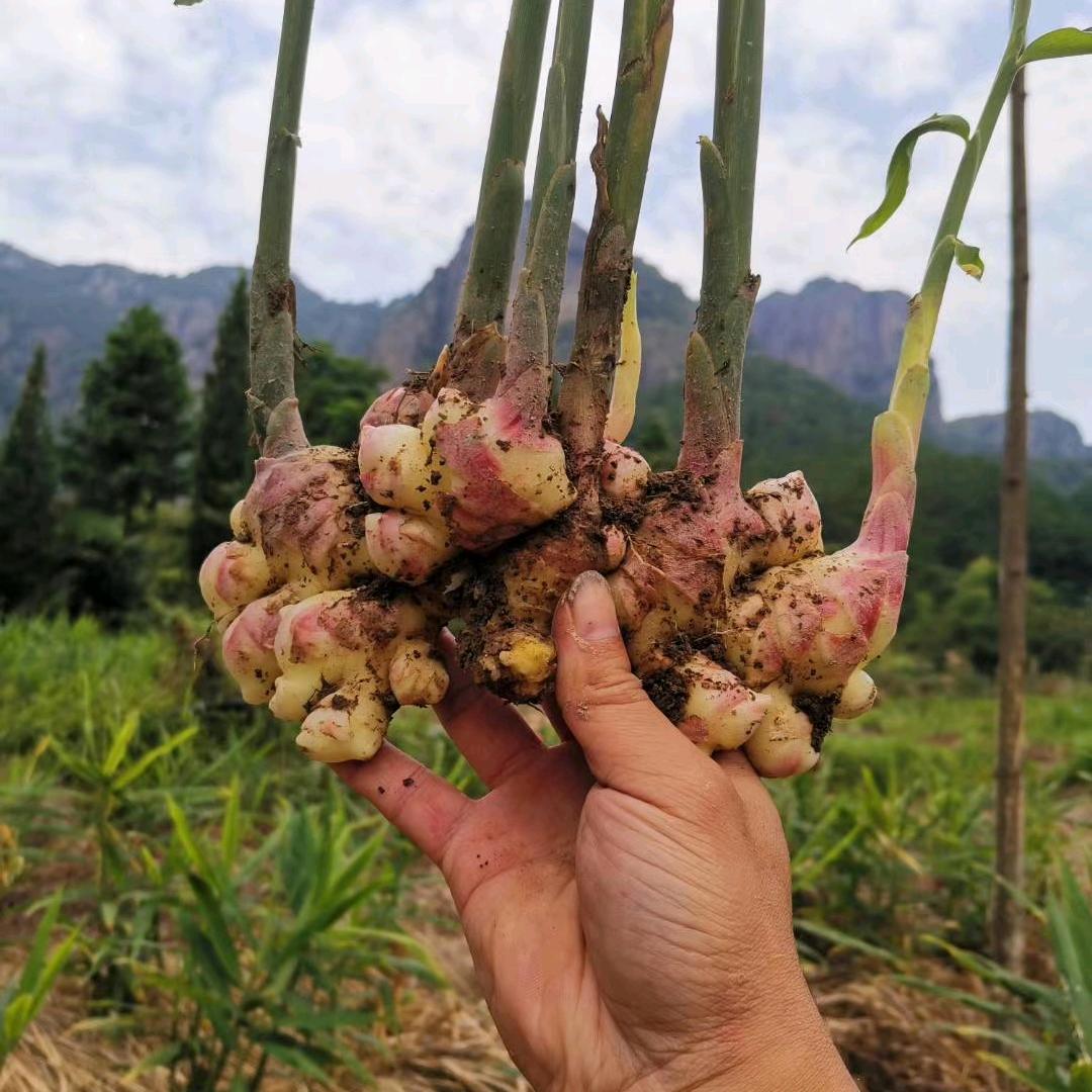 五指岩仙姜核心农场店