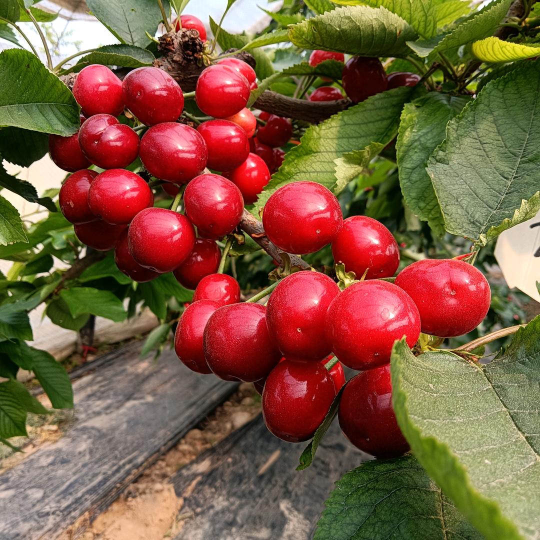 小红点樱桃