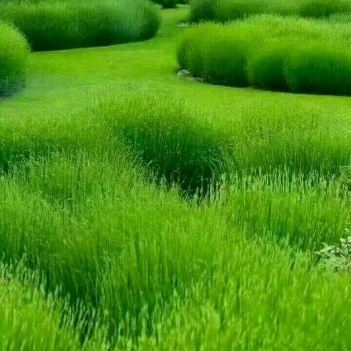 斑竹思语