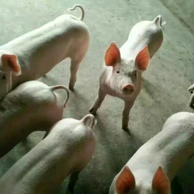 沂水县张杰果蔬购销中心