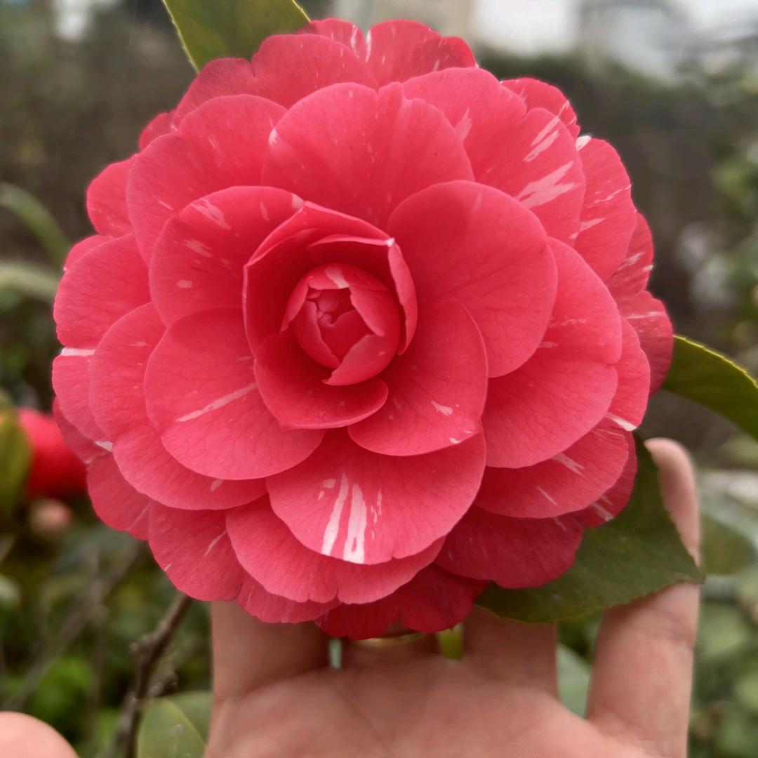 临老入花丛