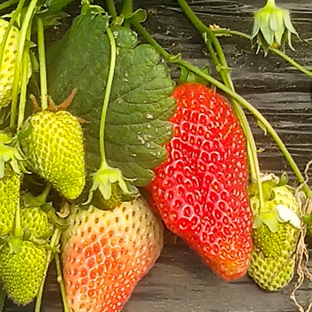 史村铺盛歌草莓🍓庄园~非哥