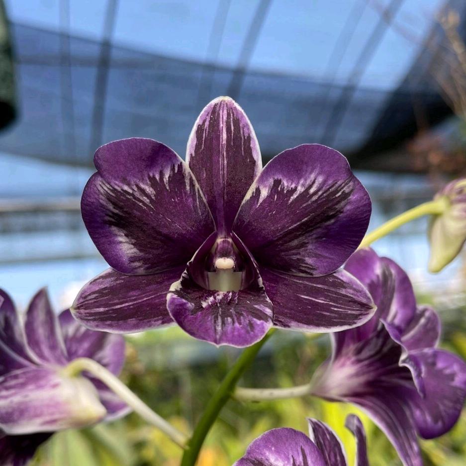 高品兰业生物科技（卡特、石斛、珍奇杂属）