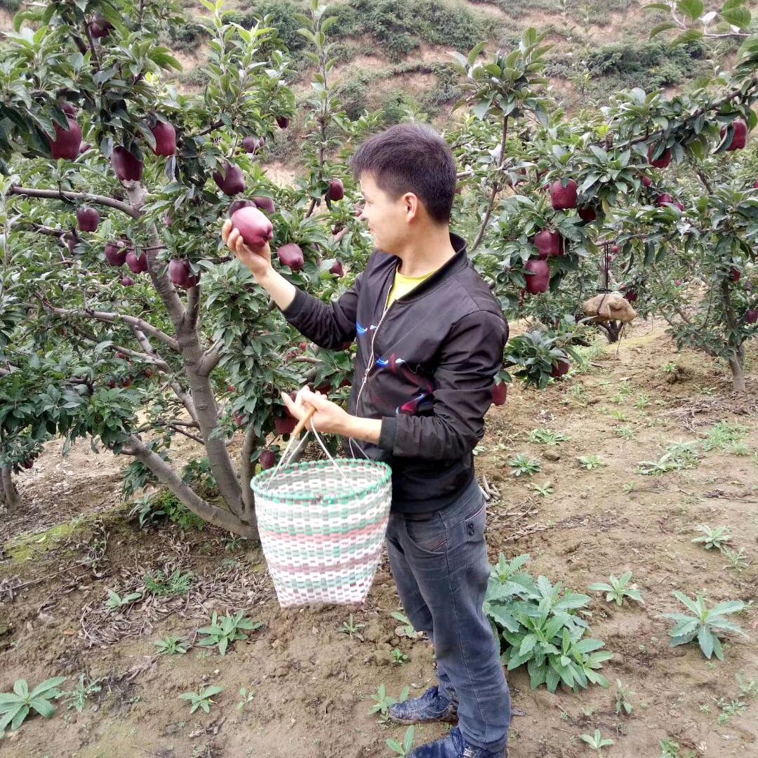 陇上花牛