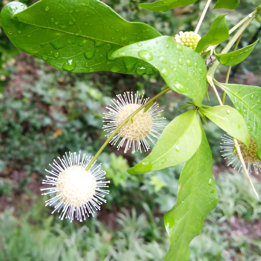 花非花