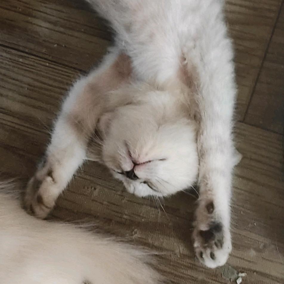 猫友会  小助手