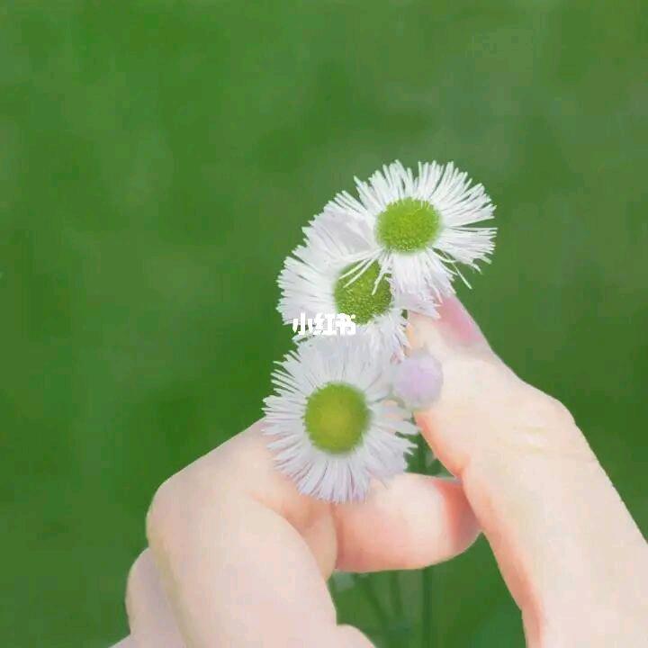 清清好物