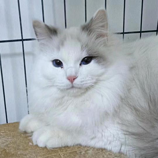 🐱喵咪先生🐱