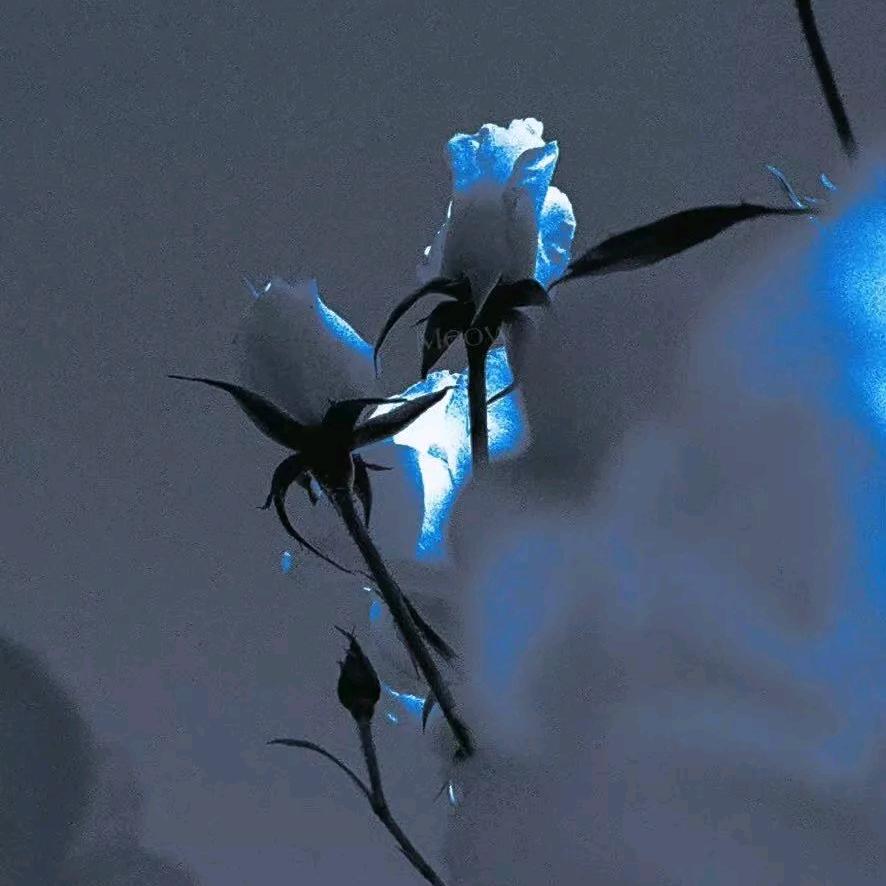 春风十里🔸不如悦己