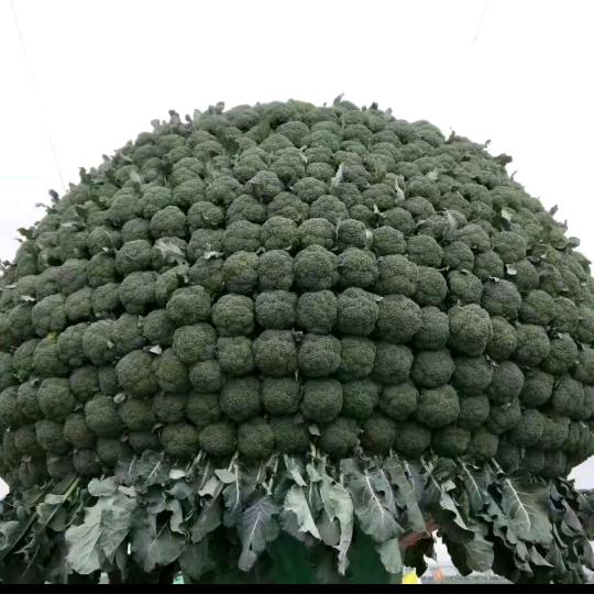 法拉利