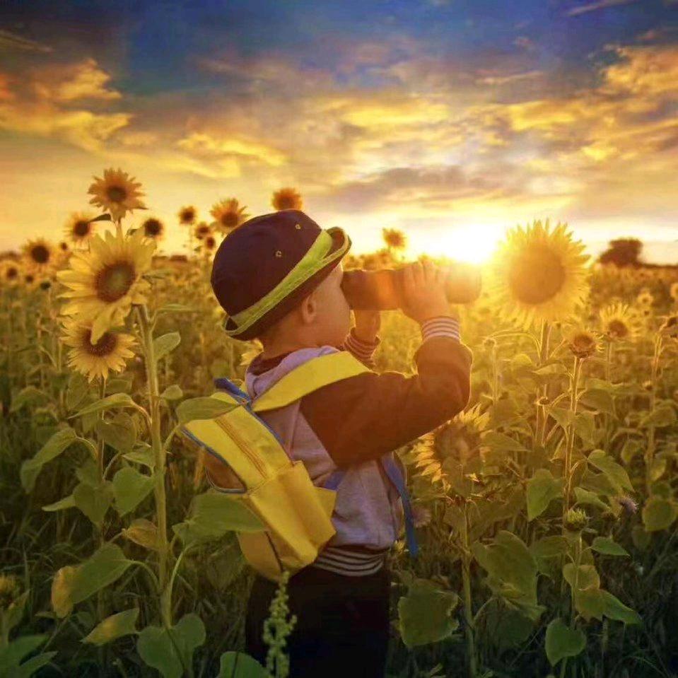 Sunflower.