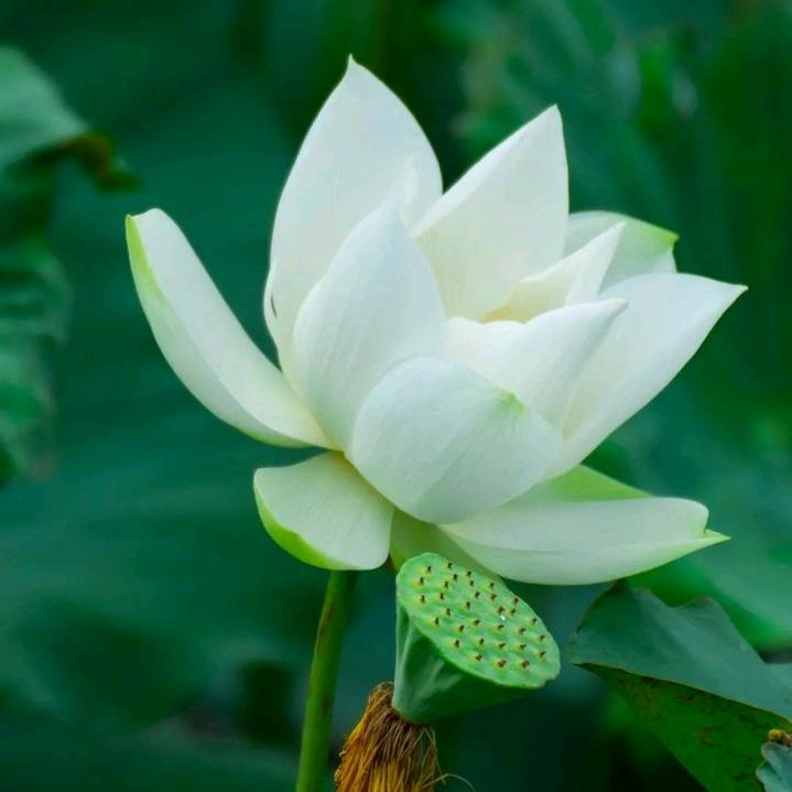 栀子花开-:)