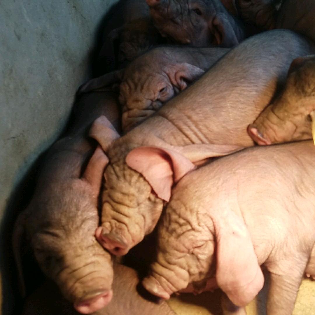 原种母猪厂太湖苏太国寿只做精品（合作联系