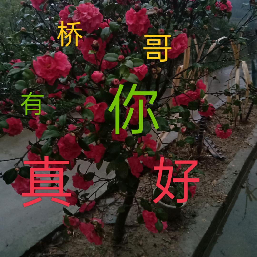 桥🌹哥