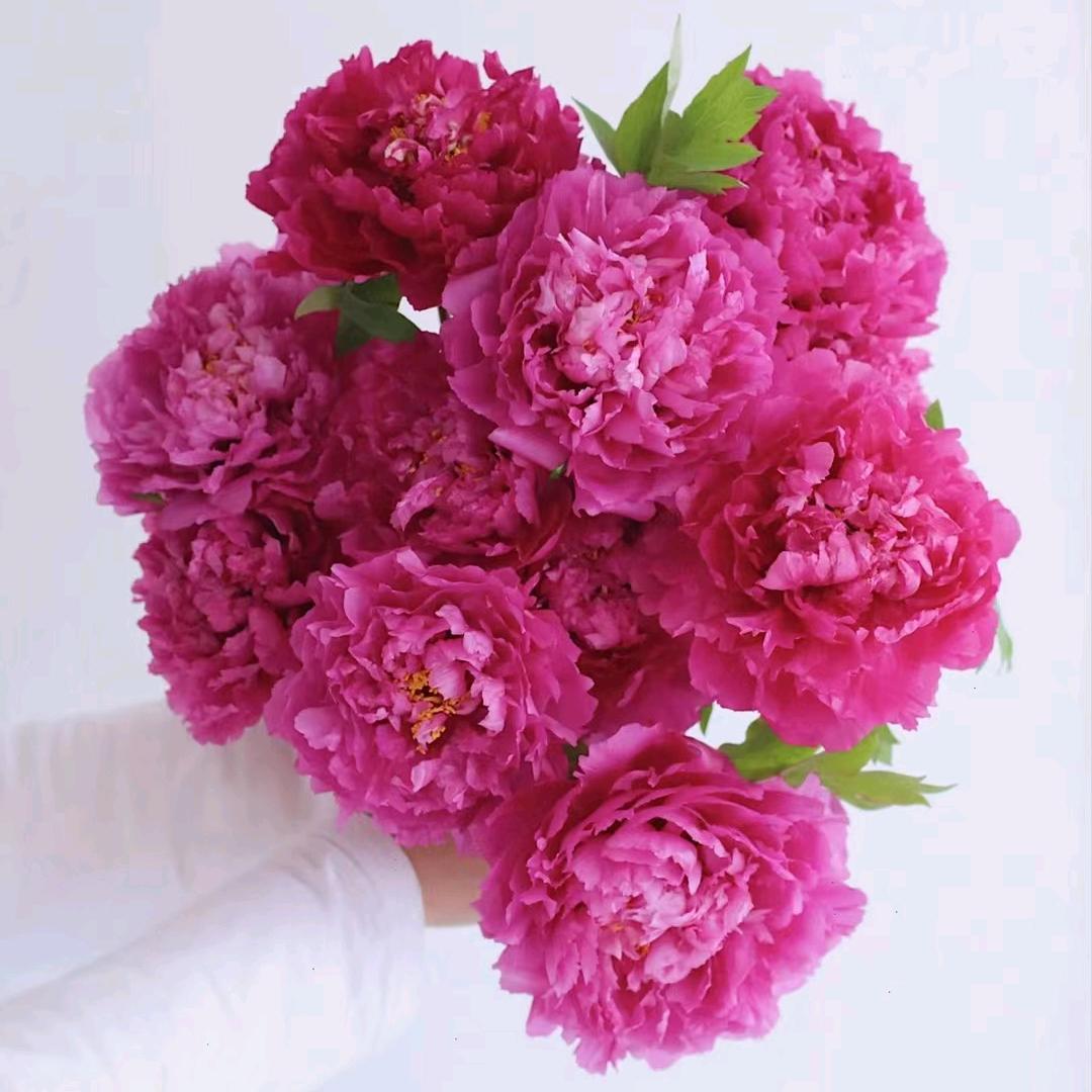 菏泽雅菲牡丹芍药