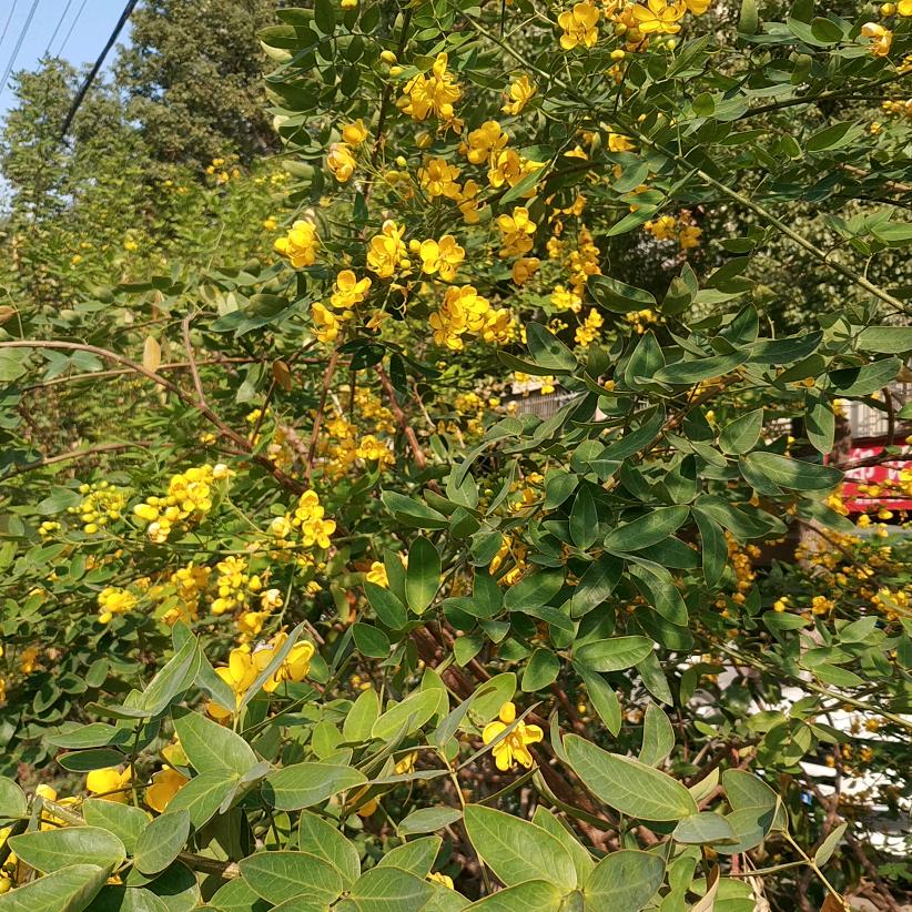 木一