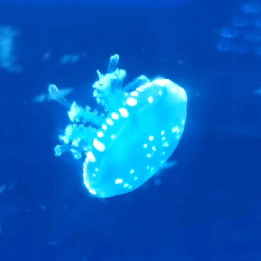 阿道夫NO1